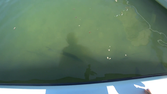 SoFloWildlife Tries to Tickle a Fish and Almost Loses a Finger