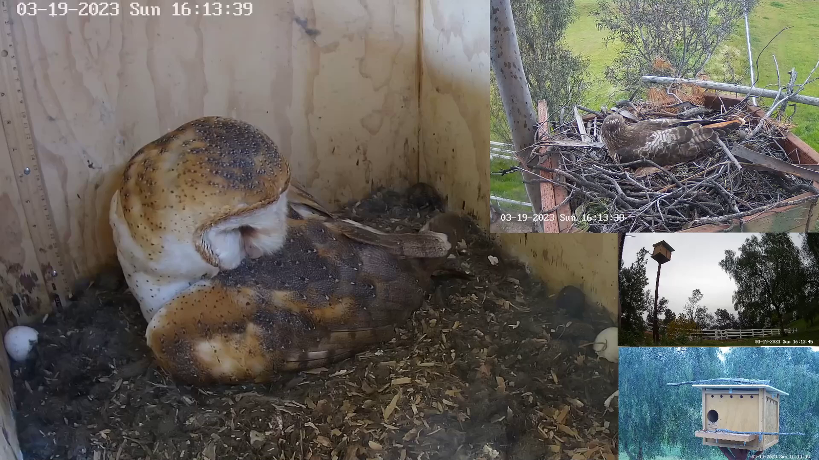 Nature-Cam stream catches first glipse at baby owls