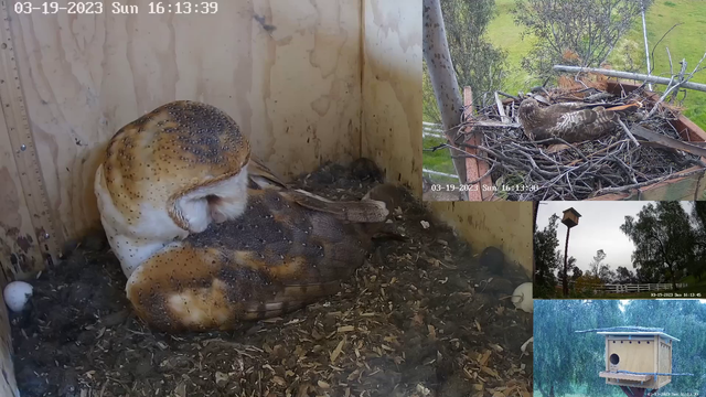 Nature-Cam stream catches first glipse at baby owls