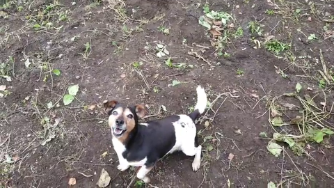 The animal abuse on twitch needs to STOP