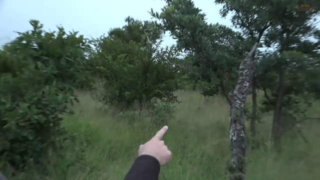 Sneaky leopard!