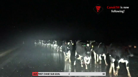 Storm Chaser Comes Across Thousands of Cows in Texas That Escaped From a Farm After Two Feeding Barns Collapsed