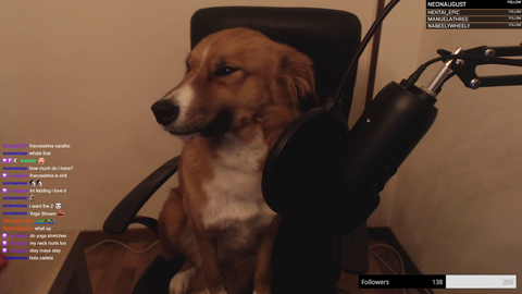 Dog takes over the stream widepeepoHappy