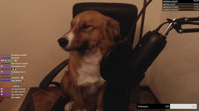 Dog takes over the stream widepeepoHappy