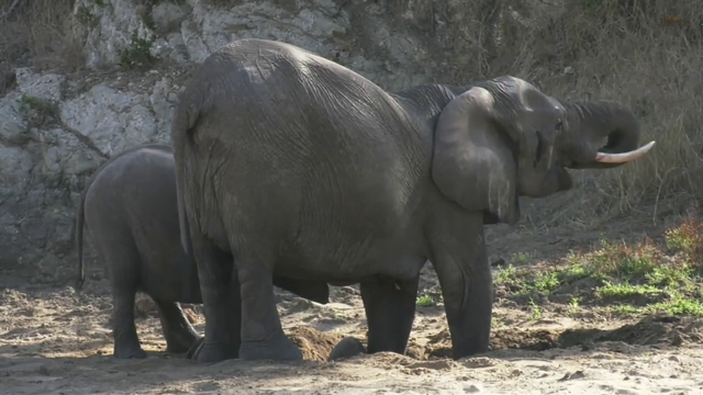 baby elephant REALLY trying to drink milk from mom who's busy drinking water from a well she dug