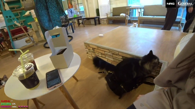 Cute kitty at the cat cafe leaves a present for the guests