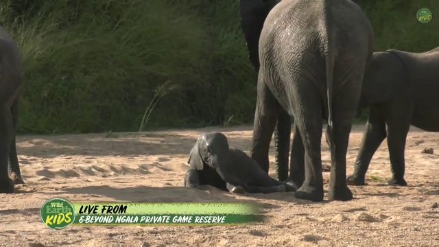 Elephants digging in the sand to find water