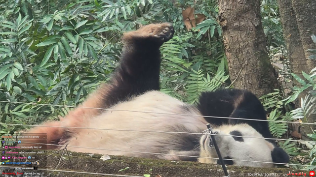 Panda lounging