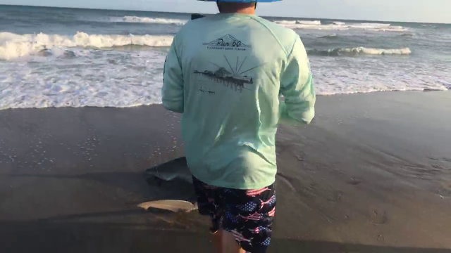 Big shark live on twitch