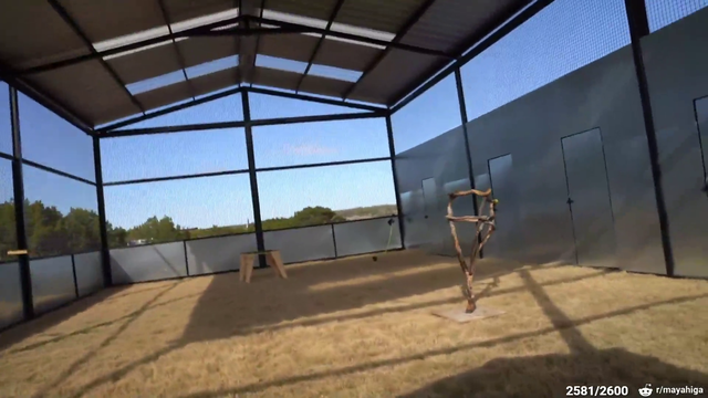 Flip does a backflip