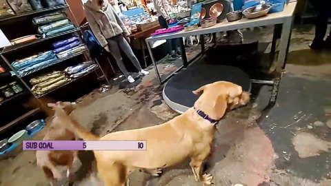 Dog Handler Mishandles Dog on Stream... FeelsBadMan