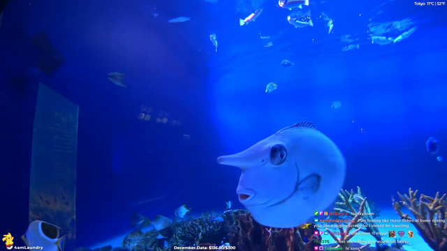 Streamer finds his twin fish