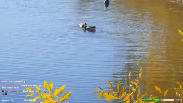 artistic swimming ducks
