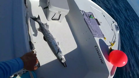 Twitch streamer almost gets face eaten by a barracuda