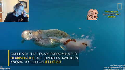 Is jellyfish a erb?