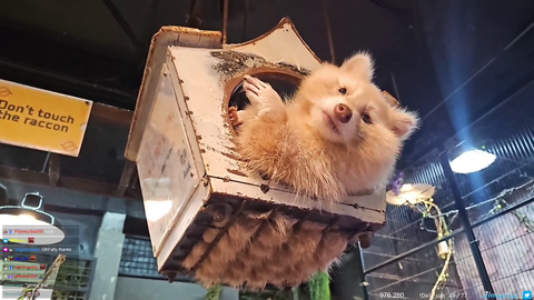 Raccoon is living his best life