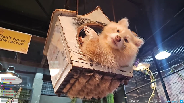 Raccoon is living his best life