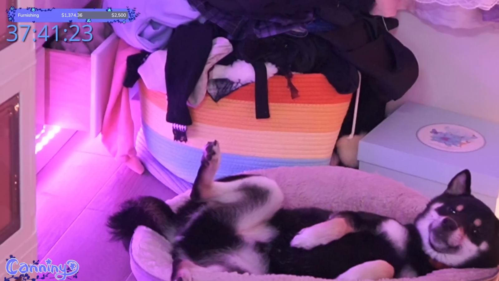 Shiba lounging