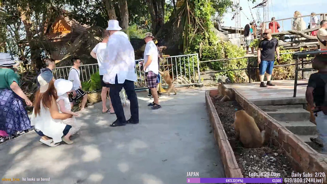 Monkey steals bottle and drinks it like a boss