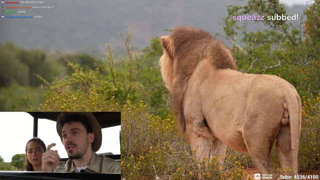 Maya's cameraman gets nervous filming a lion.
