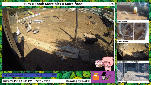 Mini Pig Chooses Human Over Bread 😱🐷🍞🤤