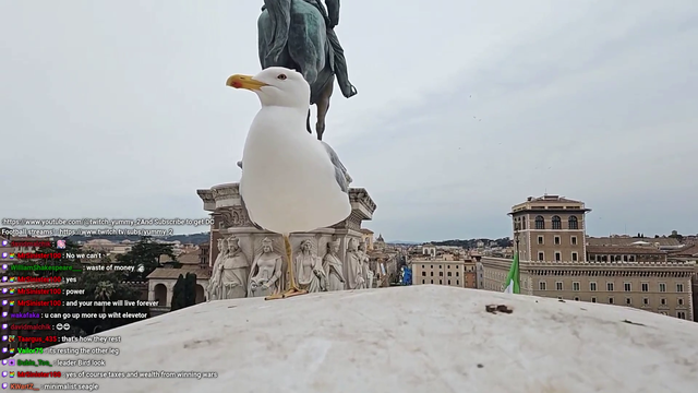 Poor seagull lost a leg