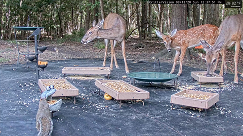 Deer tries apple for the first time