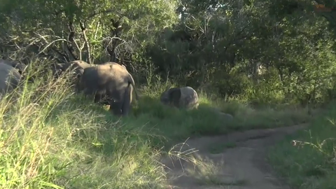 Baby elephant unsuccessfully trying to be scary