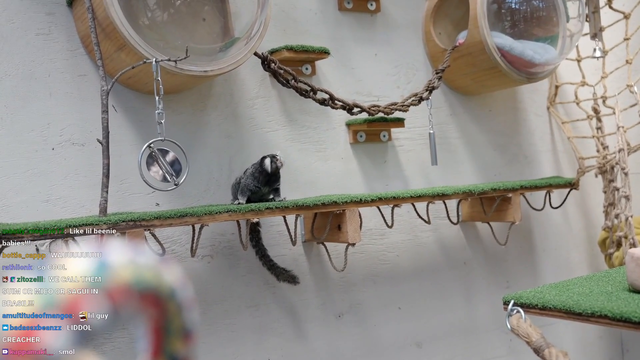 Connor and Mousey meet the Monkeys at Alveus