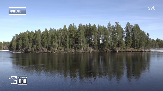 First moose across the river.