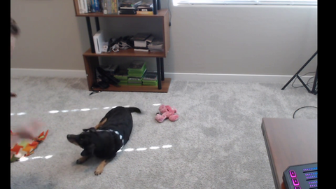 Jerma shows his dog on stream for the first time in 12 years