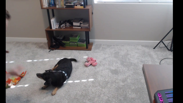 Jerma shows his dog on stream for the first time in 12 years