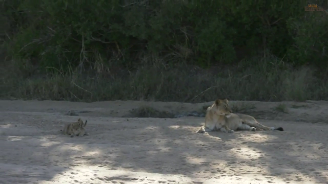 lion cub trying to kill her brother