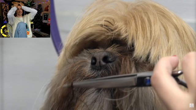 xQc if dog