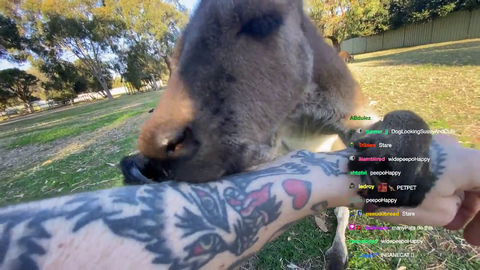 Australian streamer becomes one with kangaroo