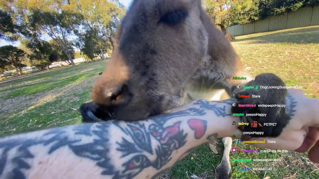 Australian streamer becomes one with kangaroo