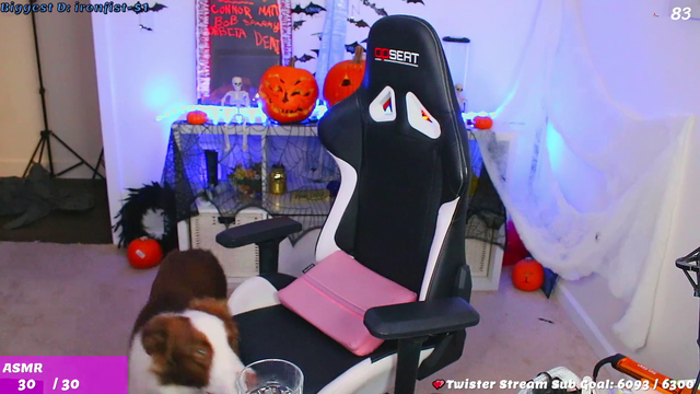 Dog takes over the stream