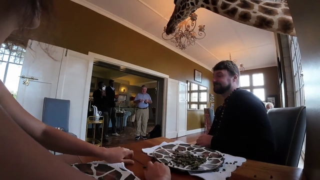 Feeding Giraffe Daisy at Giraffe Manor in Nairobi