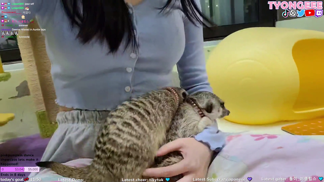 Meerkat makes a move