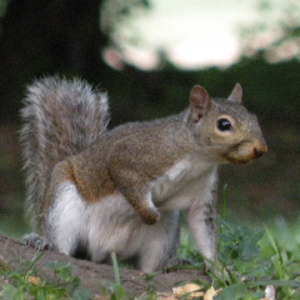 Squirrelville