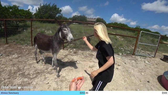 Hachubby the donkey whisperer