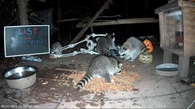 Raccoon steals Halloween mask