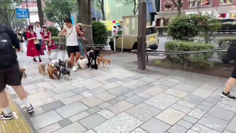 kawaii pack