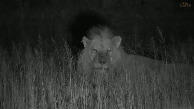 Lion calling to his brother