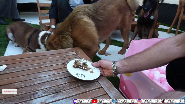 Hasans dog attacks over food