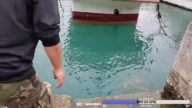 Sea turtle says Hi to stream - Amami Oshima Island Japan