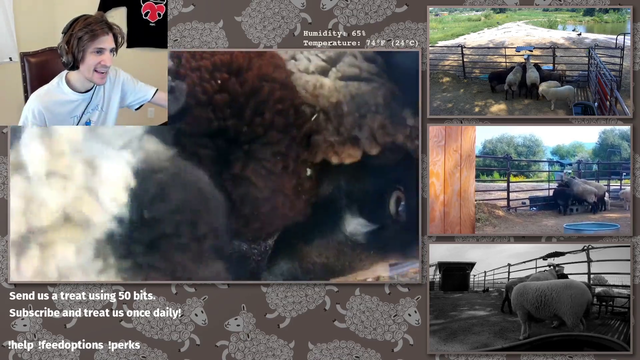 xQcOW - Competitive Sheep Watching