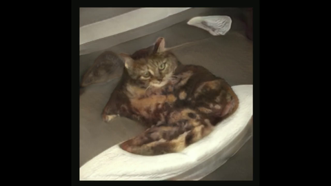 Vinesauce looks at AI-generated cats