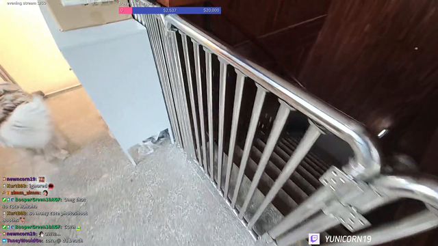 Dog speedruns down the stairs