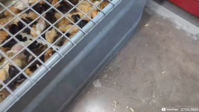 Chickens